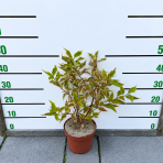 Drieň biely (Cornus alba) ´GOUCHAULTII´ – výška 50-60 cm, kont. C3L
